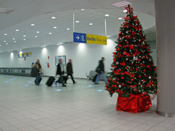 Pino rosso per Aeroporto di Caselle